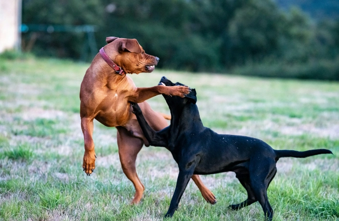 How to Choose the Right Pet Waste Removal Schedule